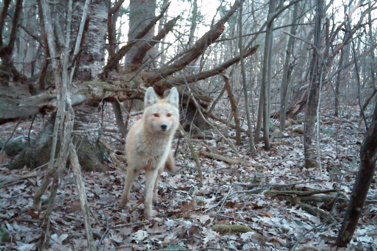 Coyote eyeing a motion-sensing camera &copy; © Nathaniel Sharp