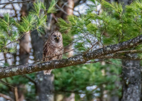 December 2018 Photo-observation of the Month