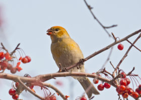 Outdoor Radio: Pine Grosbeak Irruption