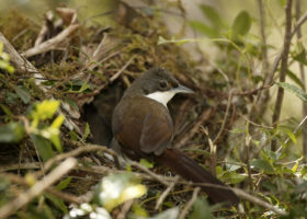 Just Released: VCE and Colleagues Publish a Groundbreaking Study of Avian Nesting Success on Hispaniola