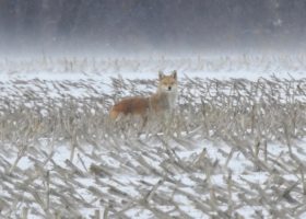 January 2019 Photo-observation of the Month