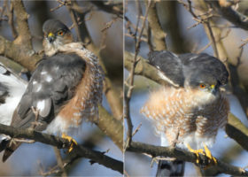 February 2019 Photo-observation of the Month