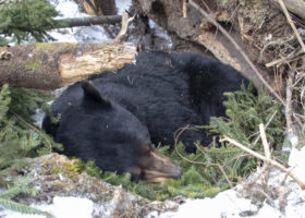 Outdoor Radio: Visiting Stark's Winter Den