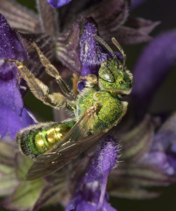 Silky Striped Sweat Bee © K.P. McFarland