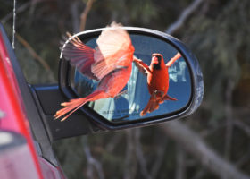 March 2019 Photo-observation of the Month