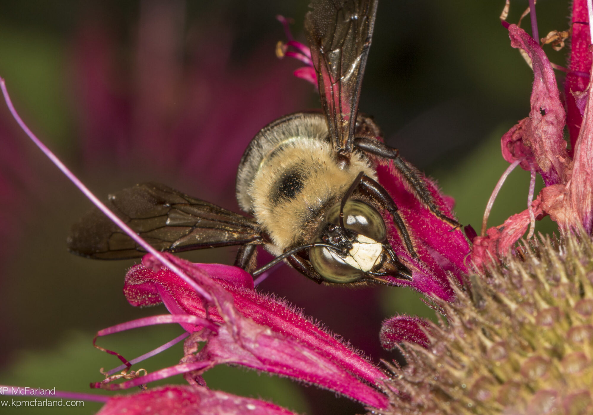 Eastern Carpenter Bee buzzing around a possible nesting site &copy; Kent McFarland