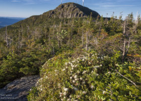 Field Guide to June 2019