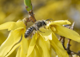 Outdoor Radio: The Buzz in Your Backyard