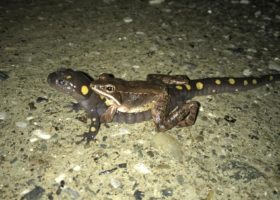 April 2019 Photo-observation of the Month