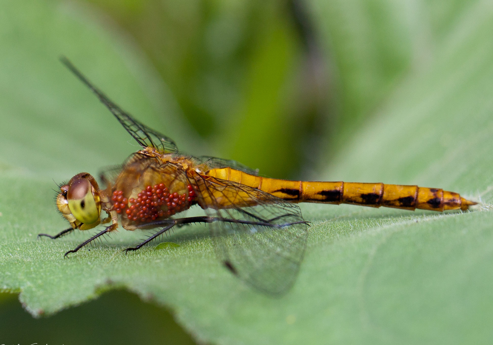 Water Mite <i>(Arrenurus)</i> larvae on a Dragonfly © K.P. McFarland