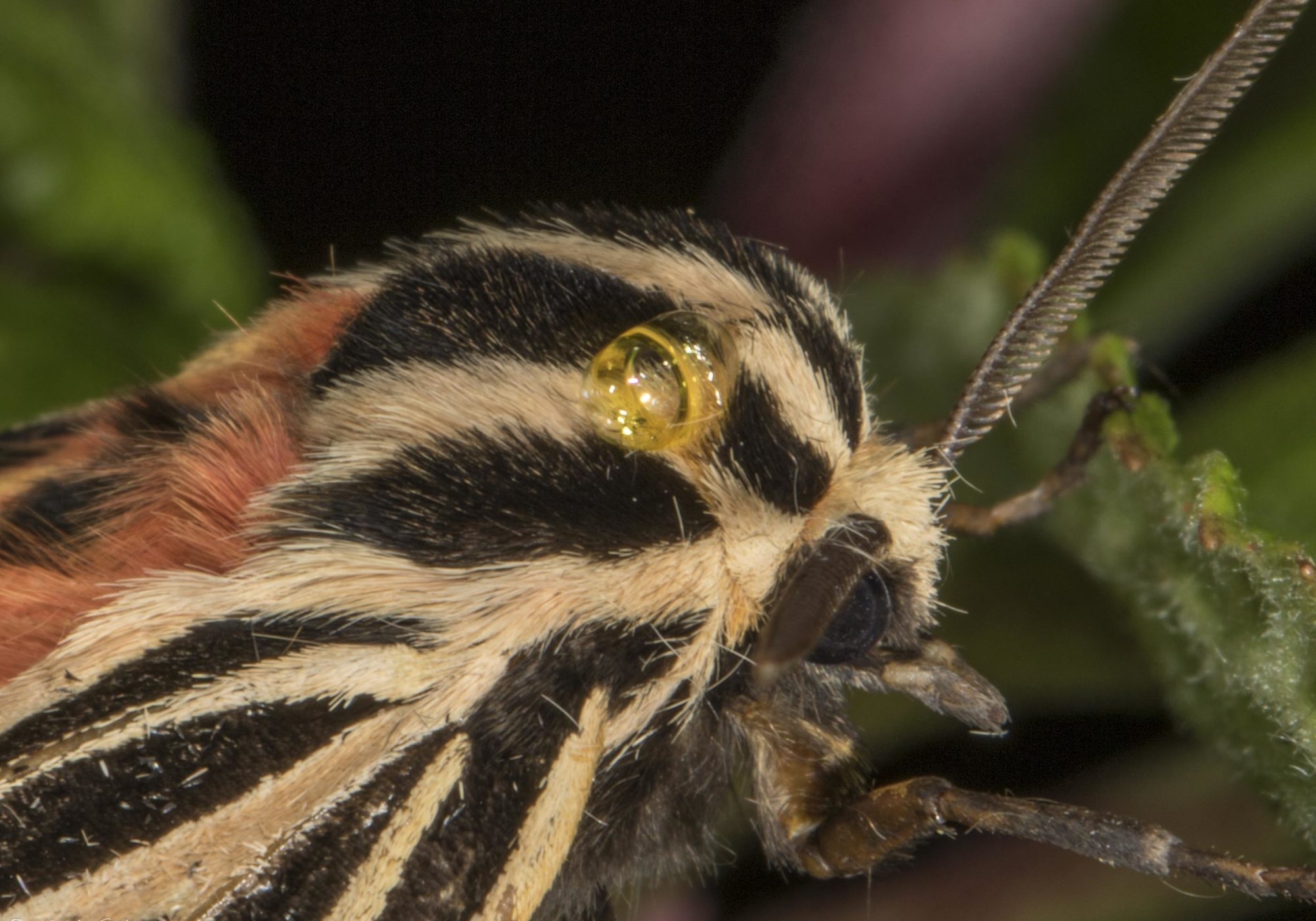 Closeup of the yellow liquid oozing from the Virgin Tiger Moth (Grammia virgo) after I picked it up. © K.P. McFarland