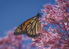 A Field Guide to July 2019