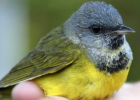 Avian Surprises on the Mt. Mansfield Ridgeline
