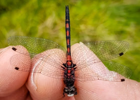 300,000 Observations and Counting!