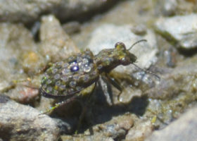 VCE’s First-ever Biothon Collects Big Data for Biodiversity