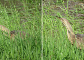 May 2019 Photo-observation of the Month