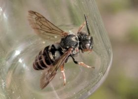 VTBees Update From the Field