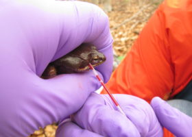 Poison in the Pools: Mercury in Vernal Pool Amphibians