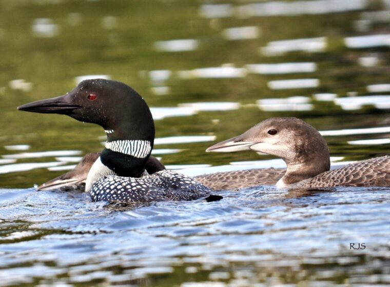 An adult loon and large chick cruise Maidstone Lake in Vermont's Northeast Kingdom. / © Becky Scott