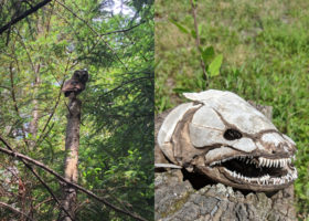 July 2019 Photo-observation of the Month