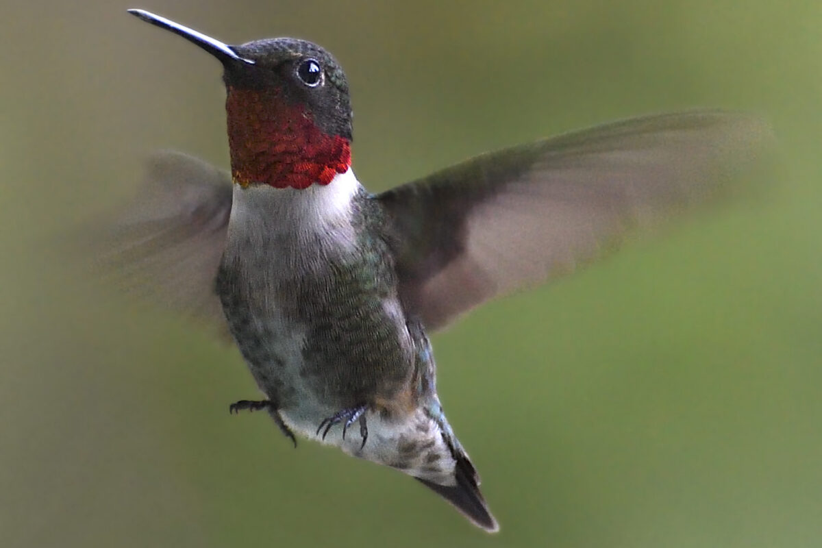 Ruby-throated Hummingbird in flight &copy; Michael Sargent