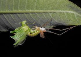 August 2019 Photo-observation of the Month