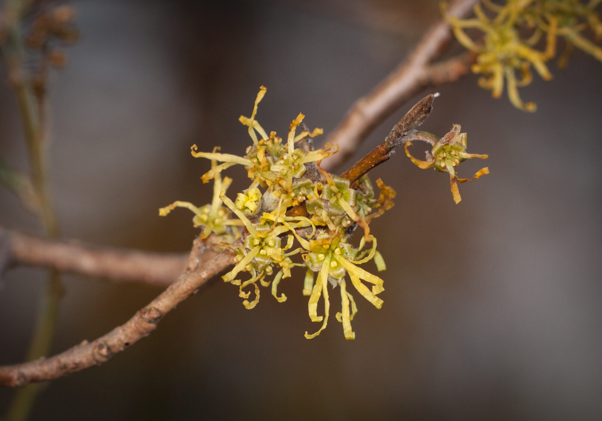 Witchhazel flowers. &copy; © K.P. McFarland