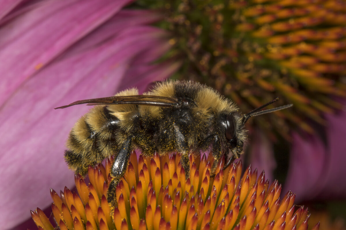 Northern Amber Bumble Bee <i>(Bombus borealis)</i> drone &copy; © Kent McFarland