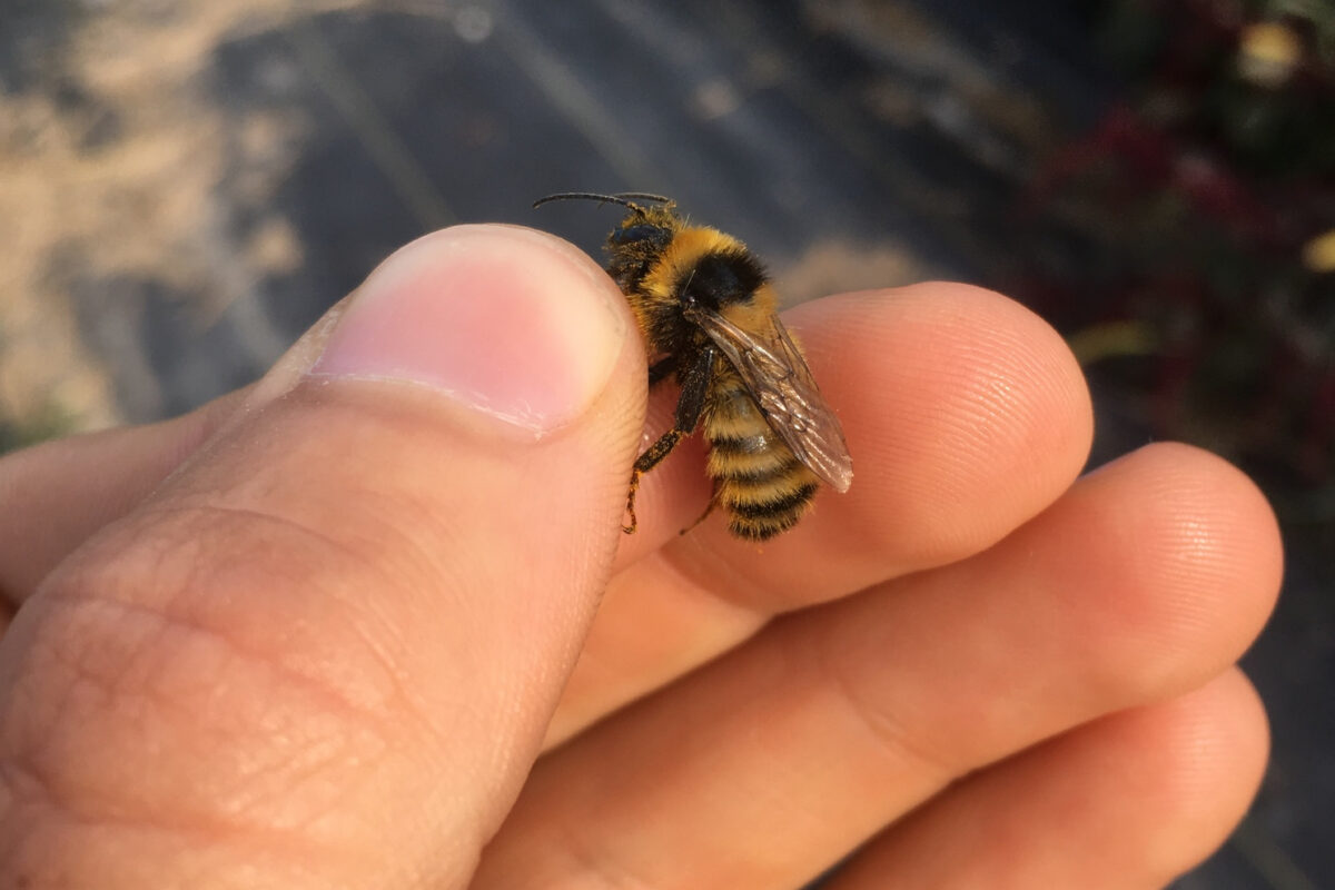 A drone Northern Amber Bumble Bee held gently in the hand before being released.  &copy; © Spencer Hardy