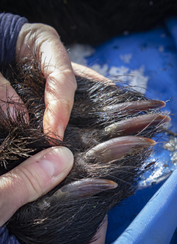 Closeup look at a sedated bear's front claws.  &copy; © K.P. McFarland