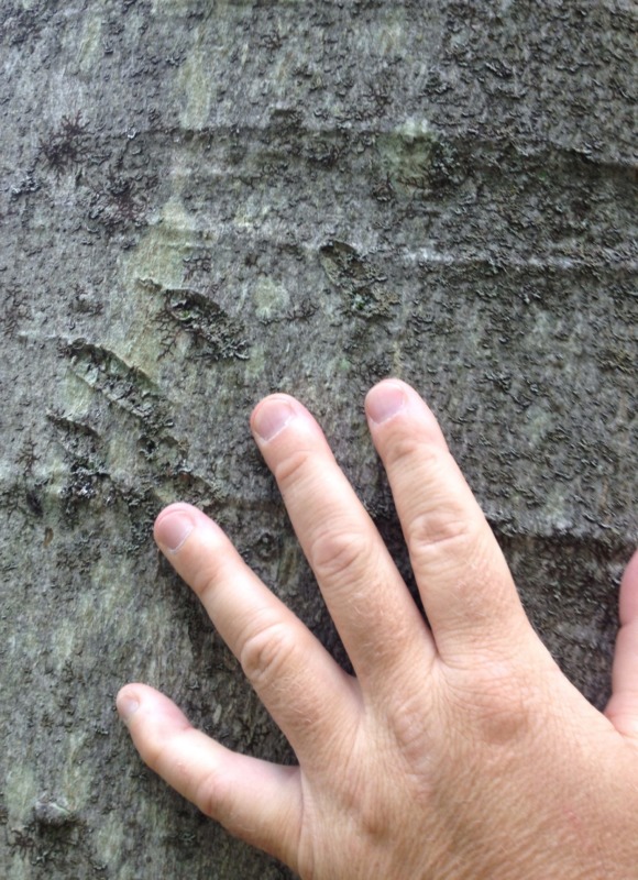Old claw marks on an American Beech tree. &copy; © K.P. McFarland
