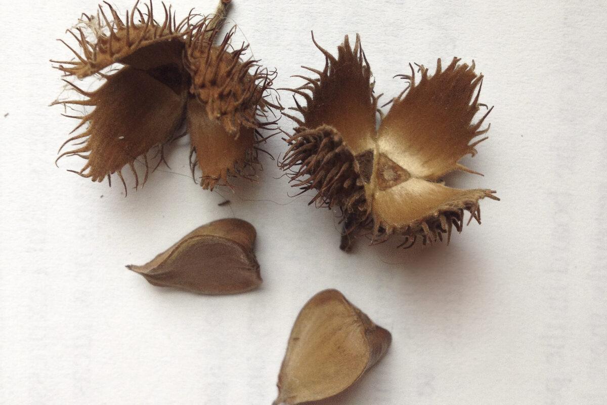 American Beech husks and nuts. &copy; © K.P. McFarland