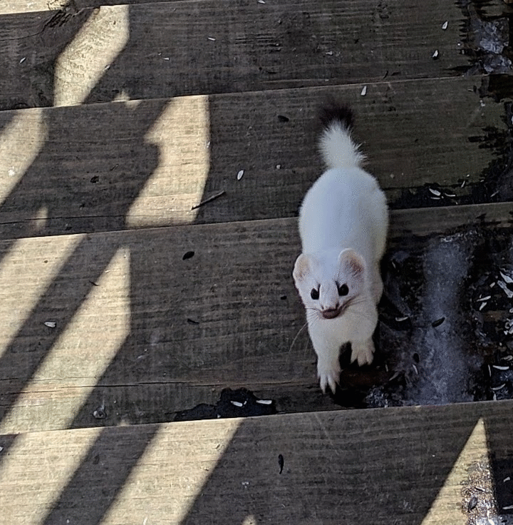 Short-tailed weasel seen in Groton, Vermont and photographed by Virginia Clark on March 28th 2019. &copy; © Virginia Clark
