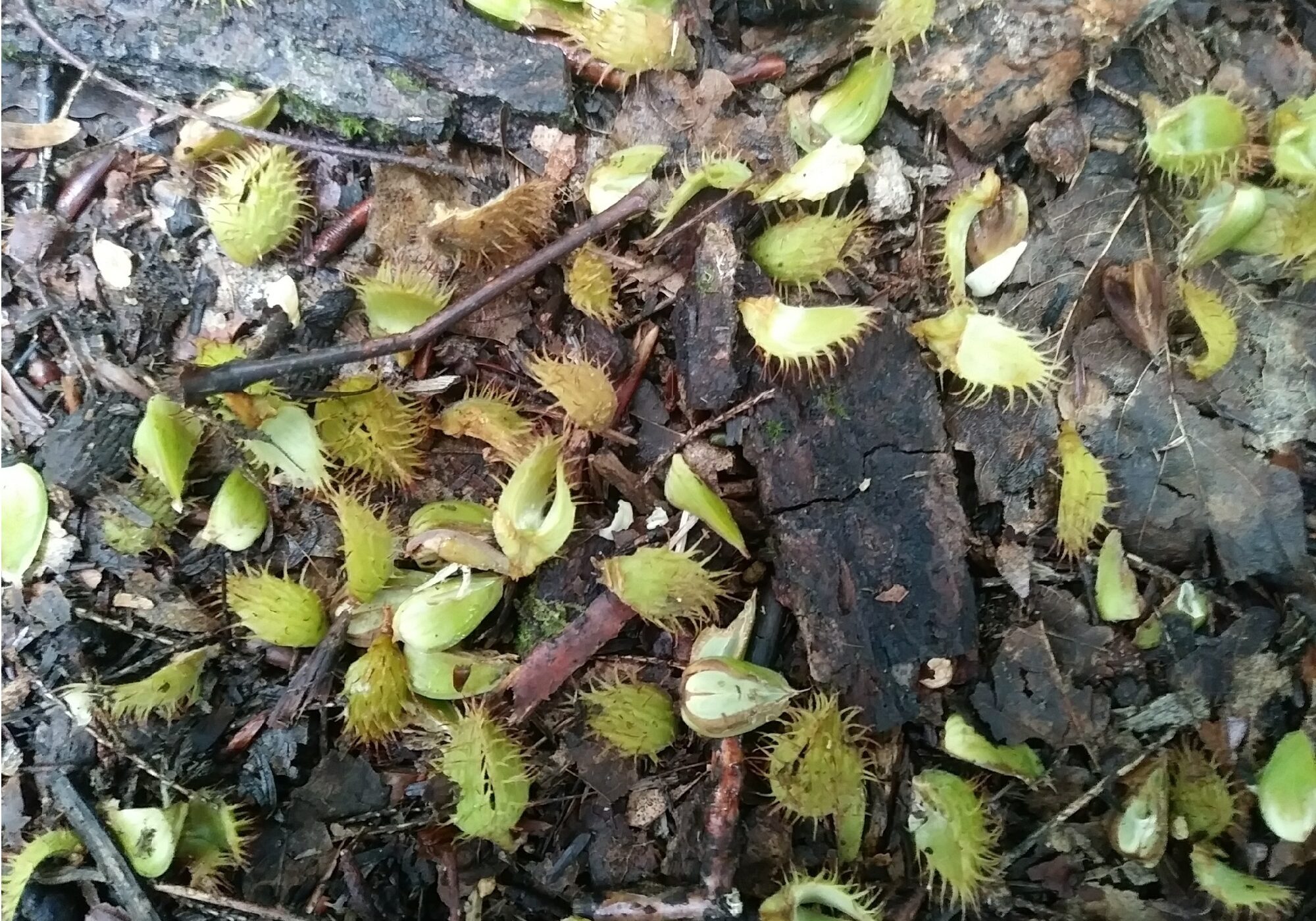 Seeds from an American Beech found in Washington County, Vermont. &copy; © Wendelyn Bolles