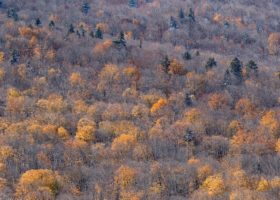 Field Guide to November 2019