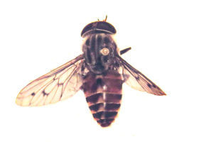 Fly Species New for Vermont Discovered by iNaturalist