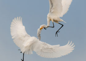 September 2019 Photo-observation of the Month