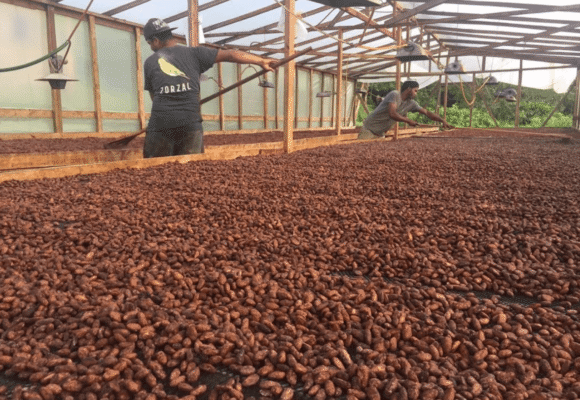 Drying cacao / © Zorzal Cacao 
