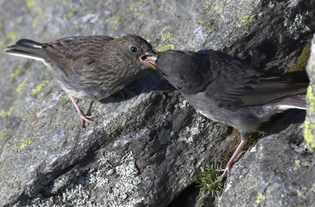 Slate-colored Junco © Michael Sargent