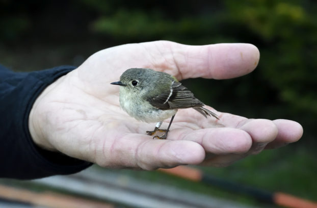 Chris Rimmer with a female ruby-crowned kinglet on the summit ridge of Mount Mansfield - June 7, 2019
