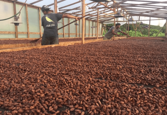9141, , Drying cacao-Zorzal Cacao, Drying cacao / © Zorzal Cacao, , image/png, https://media.vtecostudies.org/wp-content/uploads/2019/11/08195821/Drying-Zorzal-Cacao.png, 1176, 880, Array, Array 