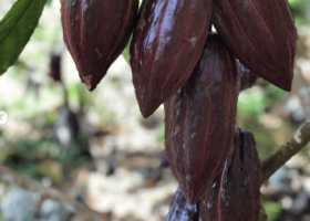 Chocolate: It's for the Birds