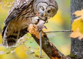 October 2019 Photo-observation of the Month