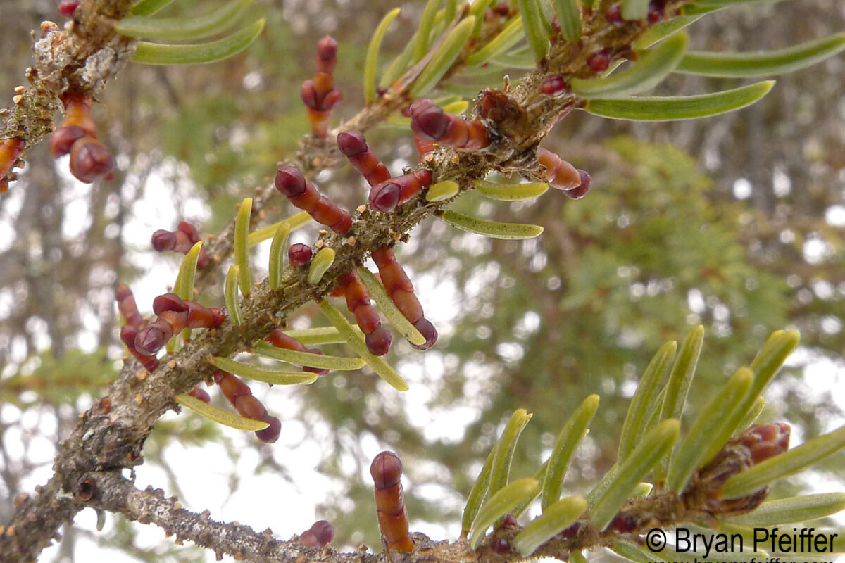 Dwarf Mistletoe on Black Spruce. 
