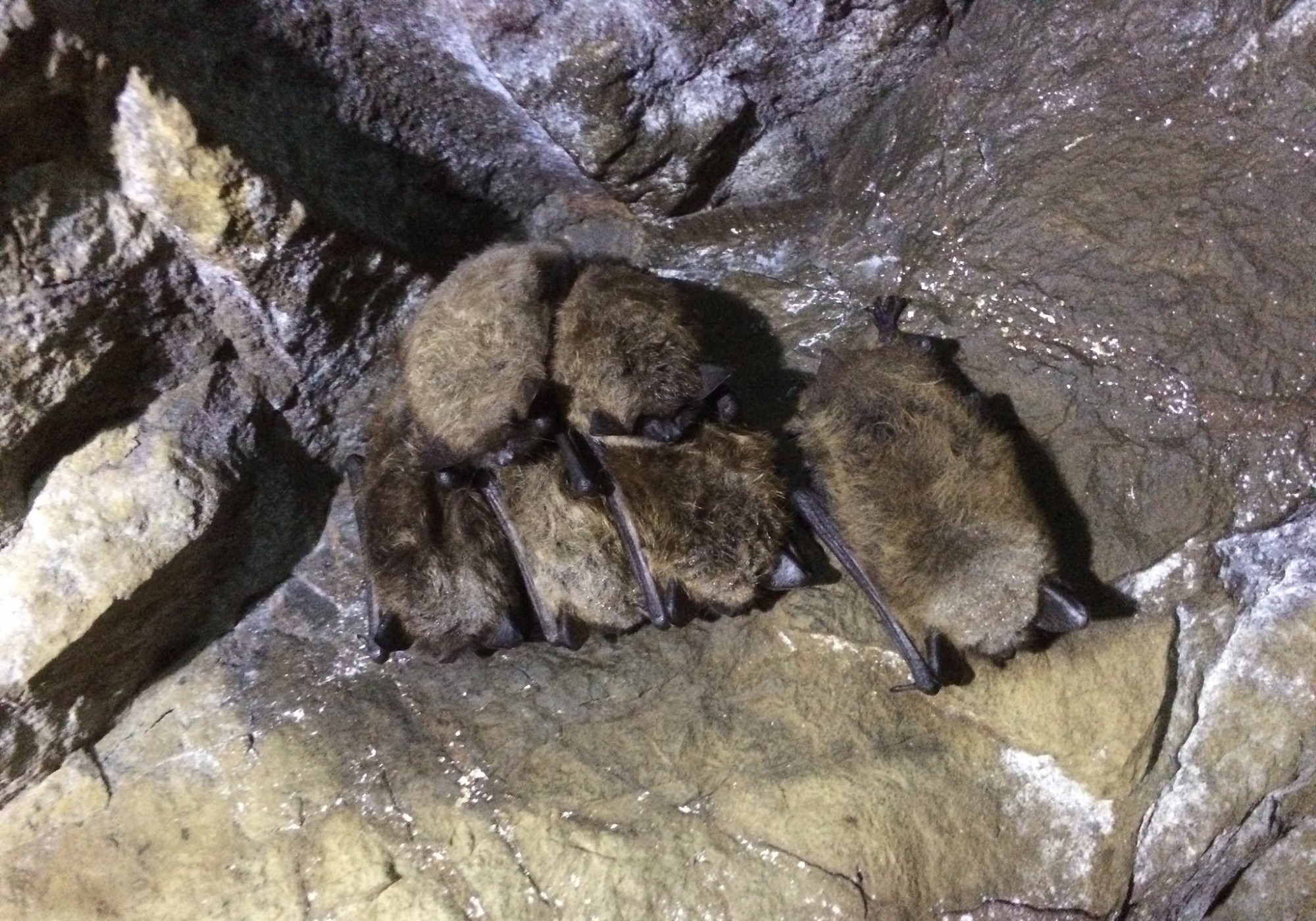 Little Brown Bats hibernate together in a cave. &copy; © jrosenth (iNaturalist)