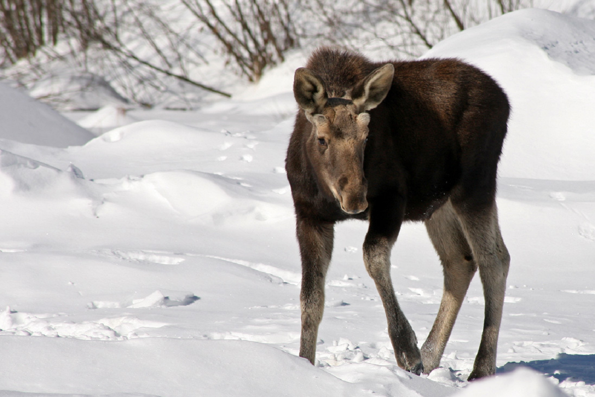 A young moose photographed by Ed Sharron in Rochester, VT. &copy; © Ed Sharron