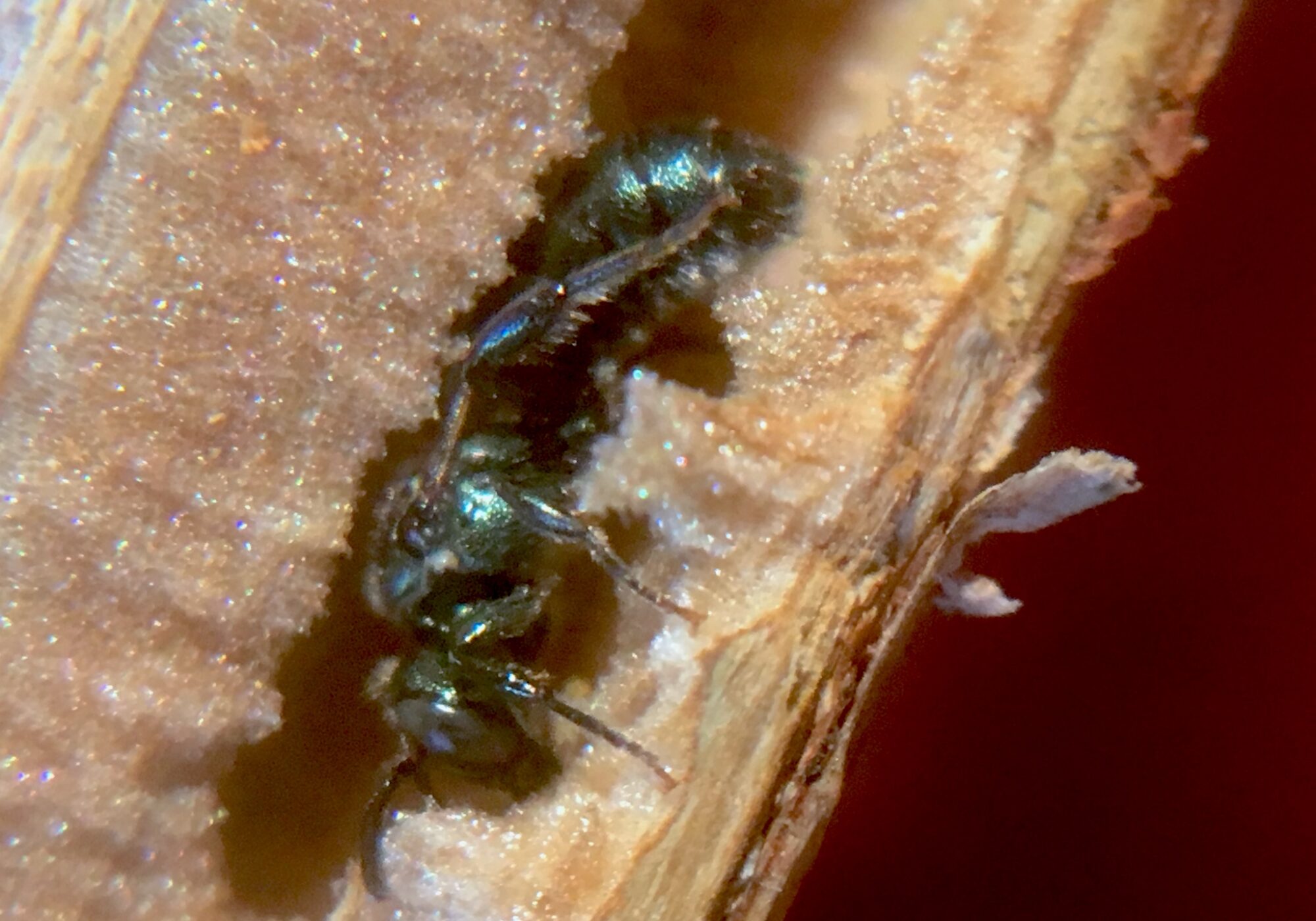 Spencer found this Ceratina bee inside a raspberry cane when he noticed an opening on the broken end. The bee was at the very end of the tunnel, about 10 inches from the end of the cane. He returned it to a similar cane after he photographed it.  &copy; Spencer Hardy
