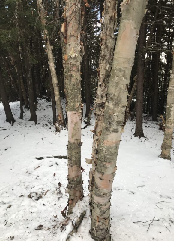  Heart-leaved Paper Birch (Betula cordifolia) along the Appalachian Trail in Pomfret, Vermont. &copy; K.P. McFarland