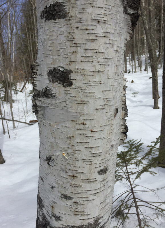 Paper or White Birch (Betula papyrifera) in the southern Green Mountains, Vermont.  &copy; K.P. McFarland