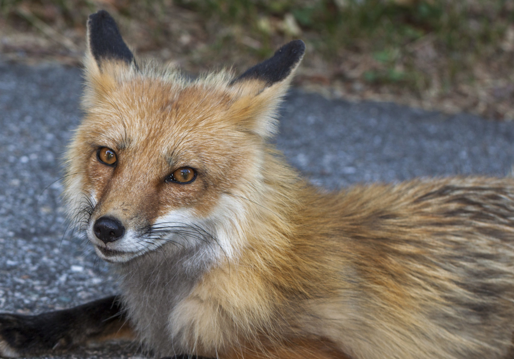 Red Fox &copy; © K.P. McFarland